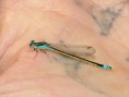 /album/odonata/ischnura-fluviatilis-2-jpg/